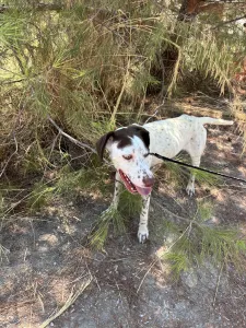 Adopt Loco