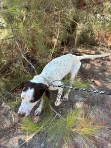Adopt Loco