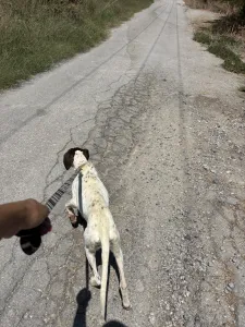 Adopt Loco