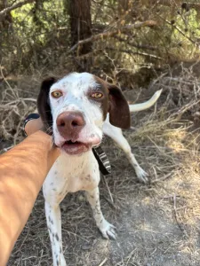 Adopt Loco
