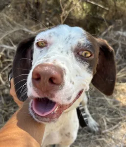Adopt Loco