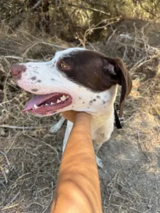Adopt Loco