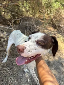 Adopt Loco