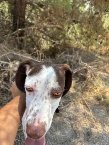 Adopt Loco