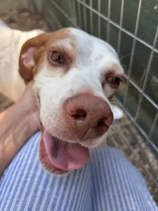 Adopt Nemo