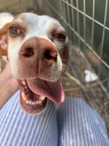 Adoption profile for Nemo