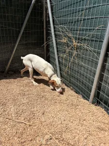 Adopt Nemo