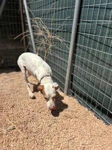 Adopt Nemo