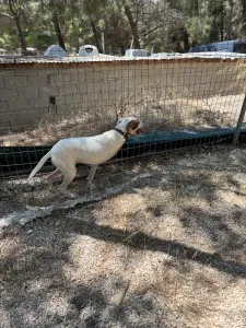 Adopt Nemo