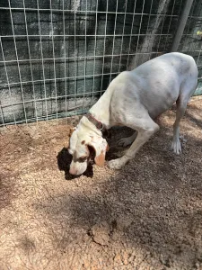 Adopt Nemo