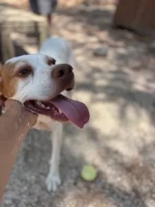 Adopt Nemo