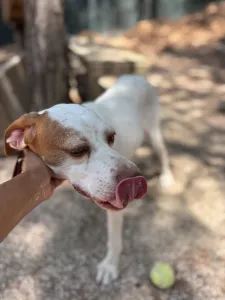 Adopt Nemo