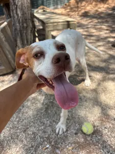 Adopt Nemo