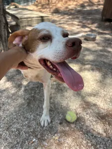 Adopt Nemo