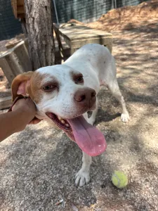 Adopt Nemo