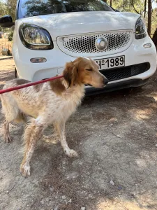 Adopt Frida and Billy