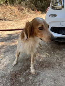 Adopt Frida and Billy
