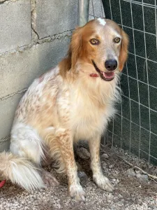 Adopt Frida and Billy