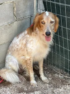 Adopt Frida and Billy