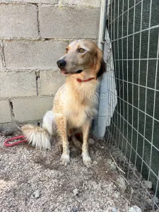 Adopt Frida and Billy