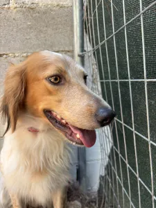 Adopt Frida and Billy