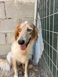 Adopt Frida and Billy