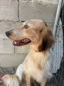 Adopt Frida and Billy
