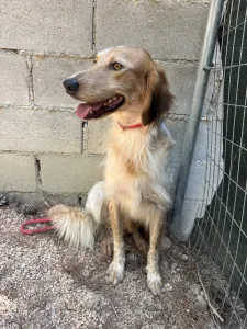 Adopt Frida and Billy