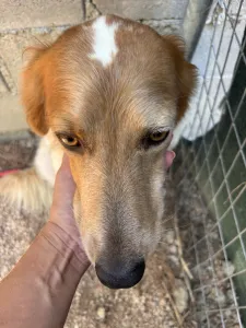 Adopt Frida and Billy
