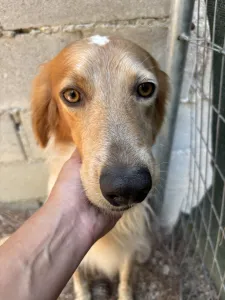 Adopt Frida and Billy