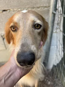 Adopt Frida and Billy