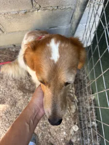 Adopt Frida and Billy
