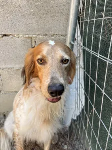 Adopt Frida and Billy