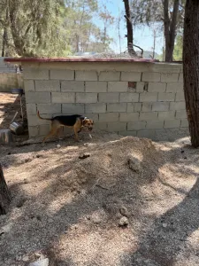 Adopt Frida and Billy