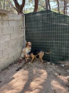 Adopt Frida and Billy