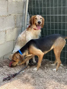 Adopt Frida and Billy