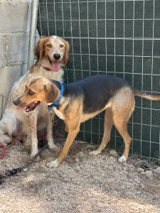 Adopt Frida and Billy