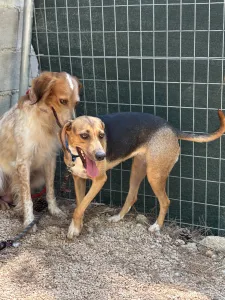 Adopt Frida and Billy