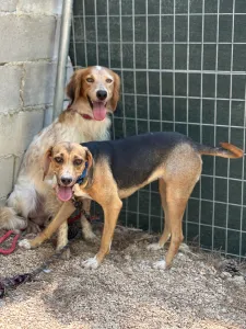 Adoption profile for Frida and Billy