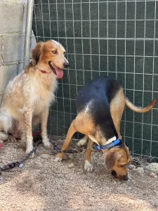 Adopt Frida and Billy