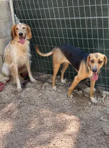 Adopt Frida and Billy