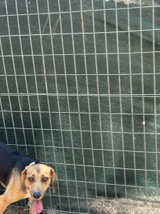 Adopt Frida and Billy