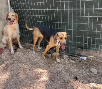Adopt Frida and Billy