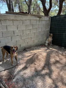 Adopt Frida and Billy