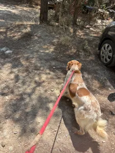 Adopt Frida and Billy