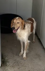Adopt Frida and Billy