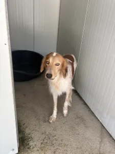 Adopt Frida and Billy