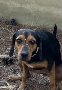 Adopt Mairy