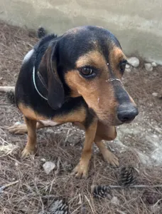 Adopt Mairy