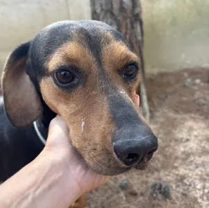 Adopt Mairy